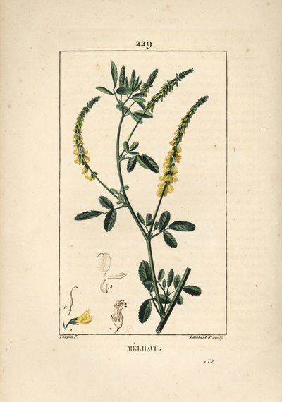 Melilot - Melilot trefoil, Melitotus officinarum. Gravura em chapa de cobre colorida à mão por Lambert Junior a partir de um desenho de Pierre Jean-Francois Turpin de Chaumeton, Poiret e Chamberet "La Flore Medicale", Paris, Panckoucke de Pierre Jean Francois Turpin