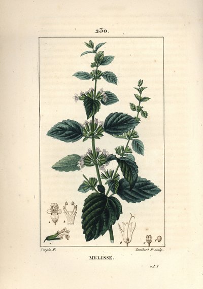 Melisse des jardins ou melisse cultivada - Bálsamo comum, Melissa hydrtensis. Gravura em chapa de cobre colorida à mão por Lambert Junior a partir de um desenho de Pierre Jean-Francois Turpin de Chaumeton, Poiret e Chamberet "La Flore Medicale", Paris, Pa de Pierre Jean Francois Turpin