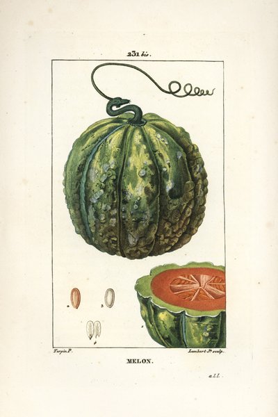 Melão, fruta - Melão, Cucumis melo, com fruta em secção. Gravura em chapa de cobre colorida à mão por Lambert Junior a partir de um desenho de Pierre Jean-Francois Turpin de Chaumeton, Poiret e Chamberet "La Flore Medicale", Paris, Panckoucke de Pierre Jean Francois Turpin