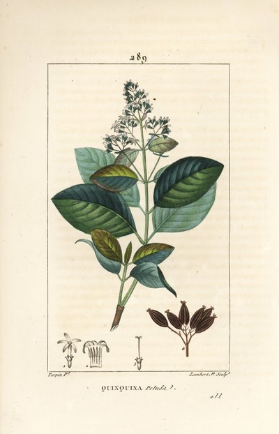 Michurago ou fruta de mono, Ladenbergia macrocarpa (Cinchona ovalifolia), com flor, folha, talo e semente. Gravura de chapa de cobre colorida à mão por Lambert Junior a partir de um desenho de Pierre Jean-Francois Turpin de Chaumeton, Poiret e Chamberet