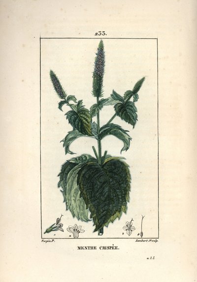 Menta crispee, frisada ou oca - Curled mint, Mentha crispa. Gravura em chapa de cobre colorida à mão por Lambert Junior a partir de um desenho de Pierre Jean-Francois Turpin de Chaumeton, Poiret e Chamberet "La Flore Medicale", Paris, Panckoucke de Pierre Jean Francois Turpin