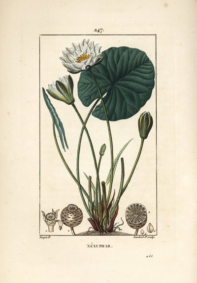 Nenuphar blanc - lírio de água branca, Nymphaea alba, com folha, flor, semente de semente e sementes. Gravura em chapa de cobre colorida à mão por Lambert Junior a partir de um desenho de Pierre Jean-Francois Turpin de Chaumeton, Poiret e Chamberet, "La Fl de Pierre Jean Francois Turpin
