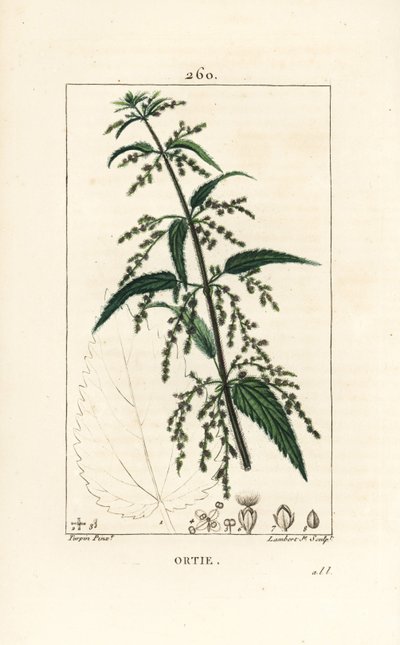 Urtiga - Urtiga comum, Urtica dioica, com flor, semente, talo e contorno foliar. Gravura em chapa de cobre colorida à mão por Lambert Junior a partir de um desenho de Pierre Jean-Francois Turpin de Chaumeton, Poiret e Chamberet de "La Flore Medica de Pierre Jean Francois Turpin