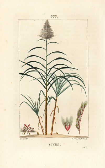 Cana nobre - Cana-de-açúcar, Saccharum officinarum. Gravura de chapa de cobre colorida à mão por Lambert Junior a partir de um desenho de Pierre Jean-Francois Turpin de Chaumeton, Poiret e Chamberet "La Flore Medicale", Paris, Panckoucke de Pierre Jean Francois Turpin