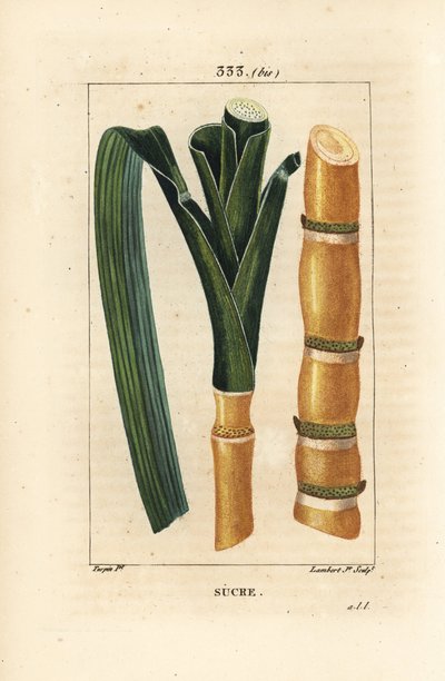 Cana nobre - Cana-de-açúcar, Saccharum officinarum, talo e folha. Gravura de chapa de cobre colorida à mão por Lambert Junior a partir de um desenho de Pierre Jean-Francois Turpin de Chaumeton, Poiret e Chamberet "La Flore Medicale", Paris, Panckoucke de Pierre Jean Francois Turpin