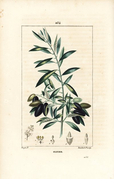 Olivier - oliveira, Olea europaea, com folha, ramo, fruto e semente. Gravura de chapa de cobre colorida à mão por Lambert Junior a partir de um desenho de Pierre Jean-Francois Turpin de Chaumeton, Poiret e Chamberet "La Flore Medicale", Paris, Panckou de Pierre Jean Francois Turpin