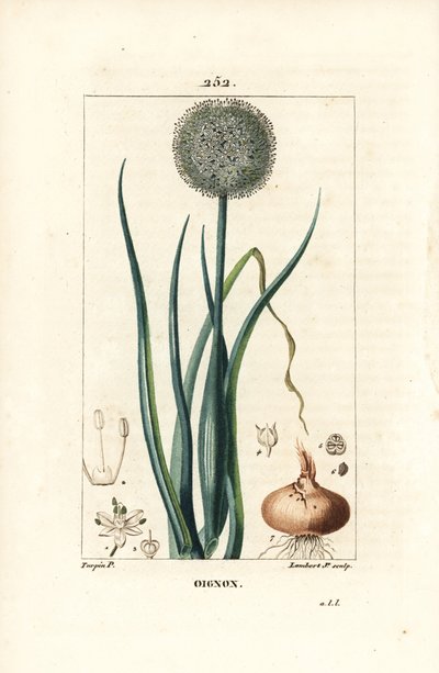 Cebola - Cebola, Allium cepa, com flor, folha, bulbo e raízes. Gravura em chapa de cobre colorida à mão por Lambert Junior a partir de um desenho de Pierre Jean-Francois Turpin de Chaumeton, Poiret e Chamberet "La Flore Medicale", Paris, Panckoucke de Pierre Jean Francois Turpin