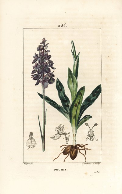 Orquídea macho ou satyrion macho - Orquídea precoce roxa ou macho, mascula de orquídea, com flor, pedúnculo, folha e bulbo. Gravura em chapa de cobre colorida à mão por Lambert Junior a partir de um desenho de Pierre Jean-Francois Turpin de Chaumeton, Poir de Pierre Jean Francois Turpin