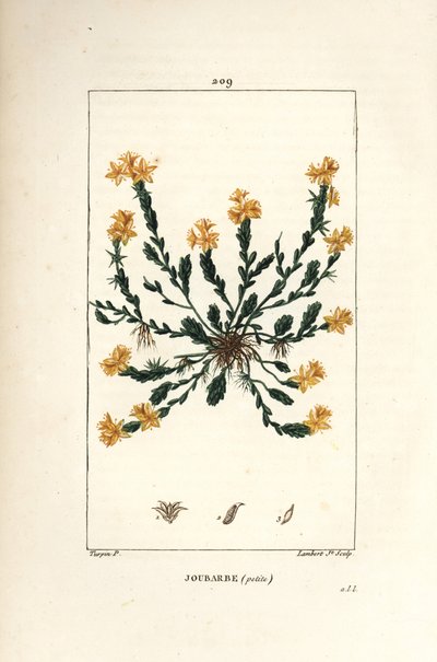 Orpin acre - Arroz de pedra dourado, Sedum acre. Gravura em chapa de cobre colorida à mão por Lambert Junior a partir de um desenho de Pierre Jean-Francois Turpin de Chaumeton, Poiret e Chamberet "La Flore Medicale", Paris, Panckoucke de Pierre Jean Francois Turpin