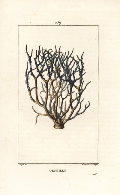 Orseille ou roxo francês (líquen) - Orcein ou archil, Roccella tinctoria, líquen usado para tingir as ilhas de Cabo Verde. Gravura em chapa de cobre colorida à mão por Lambert Junior a partir de um desenho de Pierre Jean-Francois Turpin de Chaumeton, Poire de Pierre Jean Francois Turpin