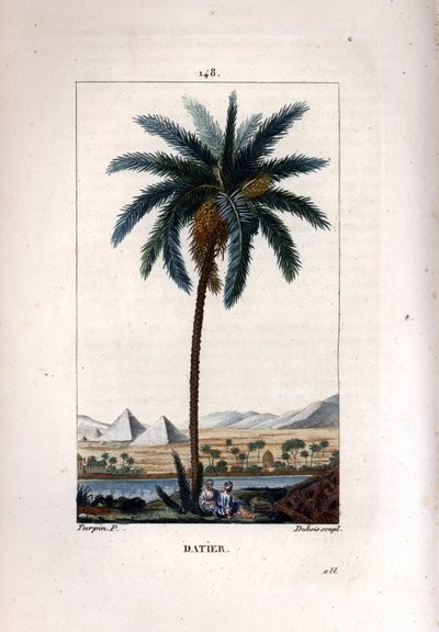 Palma a tamareira, dactylifera Phoenix, mostrando frutos e folhas contra a paisagem com pirâmides e rio. Gravura em chapa de cobre colorida por Dubois a partir de um desenho de Pierre Jean-Francois Turpin de Chaumeton, Poiret et Chamberet "La de Pierre Jean Francois Turpin