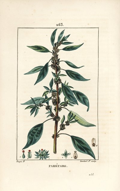 Parietaire officinale (ou Perce wallaille, Casse pierre, Espargoule, Gamberoussette) - Parietaria officinalis, com pedúnculo, folha, flor e semente. Gravura em chapa de cobre colorida à mão por Lambert Junior a partir de um desenho de Pierre Jean-Fra de Pierre Jean Francois Turpin