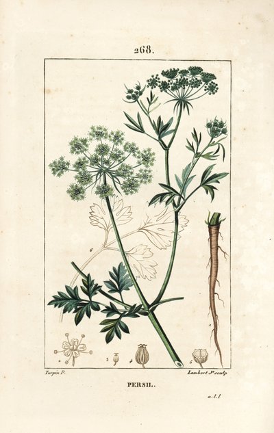 Salsa - Salsa de jardim, Petroselinum crispum, com flor, folha, talo, raiz e semente. Gravura em chapa de cobre colorida à mão por Lambert Junior a partir de um desenho de Pierre Jean-Francois Turpin de Chaumeton, Poiret e Chamberet