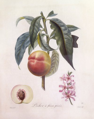 Peach (Prunus persica), Henry Louis Duhamel du Monceau, placa botânica de Pierre Jean Francois Turpin de Pierre Jean Francois Turpin