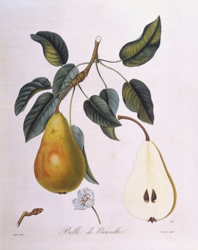Pêra "Belle de Bruxelles" Henry Louis Duhamel du Monceau, placa botânica de Pierre Jean Francois Turpin de Pierre Jean Francois Turpin
