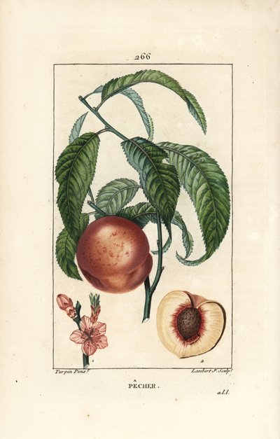 Pecher - Pessegueiro, Amygdalus persica, com flor, folha, talo, fruto maduro e fruto em secção com semente. Gravura de chapa de cobre colorida à mão por Lambert Junior a partir de um desenho de Pierre Jean-Francois Turpin de Chaumeton, Poiret e Chamberet