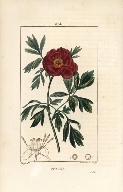 Peony officinale - Peônia européia, Paeonia officinalis, com flor, folha e contorno de partes de flores. Gravura em chapa de cobre colorida à mão por Lambert Junior a partir de um desenho de Pierre Jean-Francois Turpin de Chaumeton, Poiret e Chamberet de " de Pierre Jean Francois Turpin