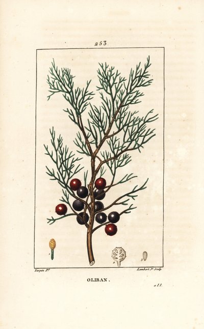 Phenicie ou Lycia Juniper ou Juniper Vermelho - Juniper Fenicean, arar ou incenso, Juniperus phoenicea, com ramo, folha e baga. Gravura em chapa de cobre colorida à mão por Lambert Junior a partir de um desenho de Pierre Jean-Francois Turpin de Chaumeton,  de Pierre Jean Francois Turpin