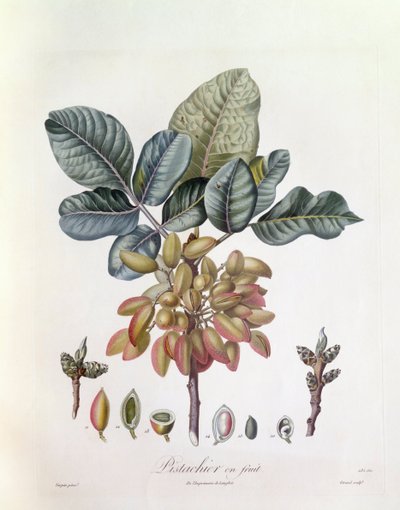Pistachio (Pistacia vera), Henry Louis Duhamel du Monceau, placa botânica de Pierre Jean Francois Turpin de Pierre Jean Francois Turpin