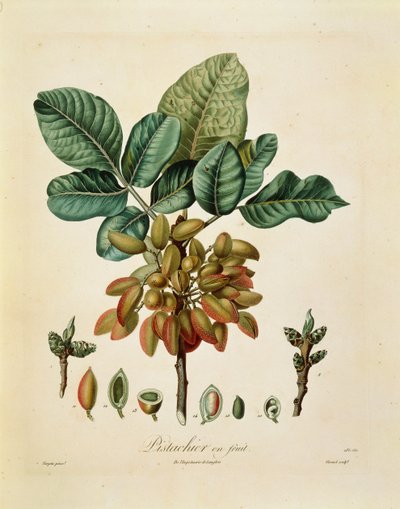 Pistachio (Pistacia vera) por François Turpin de Pierre Jean Francois Turpin