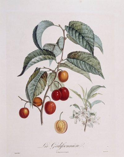 Ameixa "La Galifsonniere" Henry Louis Duhamel du Monceau, placa botânica de Pierre Jean Francois Turpin de Pierre Jean Francois Turpin