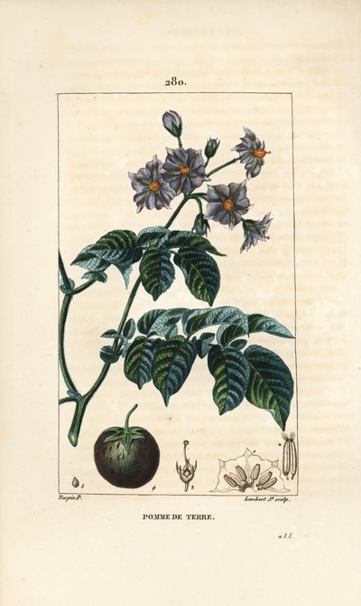 Batata (batata) - Batata, Solanum tuberosum, com flor, folha, talo e fruto. Gravura em chapa de cobre colorida à mão por Lambert Junior a partir de um desenho de Pierre Jean-Francois Turpin de Chaumeton, Poiret e Chamberet, "La Flore Medicale", Paris de Pierre Jean Francois Turpin