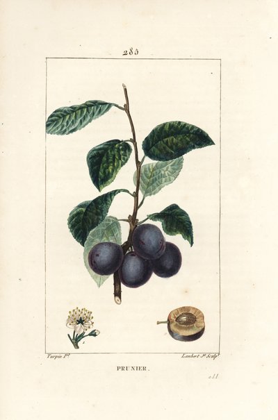 Ameixa - Ameixa ou ameixoeira, Prunus domestica, com fruto, folha, flor, ramo e fruto maduro em secção. Gravura em chapa de cobre colorida à mão por Lambert Junior a partir de um desenho de Pierre Jean-Francois Turpin de Chaumeton, Poiret e Chamberet