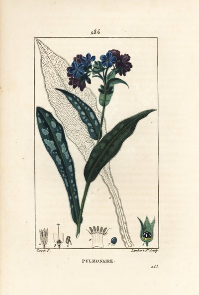 Pulmonary officinale - Lungwort, Pulmonaria officinalis, com flor, folha, talo e folha em contorno. Gravura em chapa de cobre colorida à mão por Lambert Junior a partir de um desenho de Pierre Jean-Francois Turpin de Chaumeton, Poiret e Chamberet