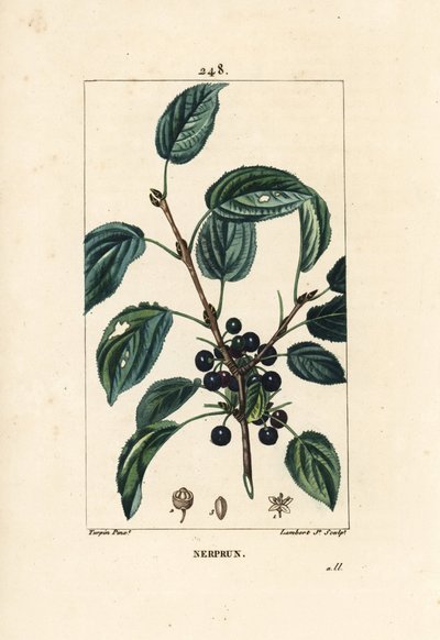 Espinheiro purgativo, espinheiro catártico ou espinheiro officinal - Espinheiro purgativo, espinheiro Rhamnus cathartica. Gravura em chapa de cobre colorida à mão por Lambert Junior a partir de um desenho de Pierre Jean-Francois Turpin de Chaumeton, Poiret de Pierre Jean Francois Turpin