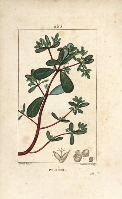 Purslane, Porcelana, Porculaca oleracea, com folha, talo e flor. Gravura em chapa de cobre colorida à mão por Lambert Junior a partir de um desenho de Pierre Jean-Francois Turpin de Chaumeton, Poiret e Chamberet "La Flore Medicale", Paris, Panckouck de Pierre Jean Francois Turpin
