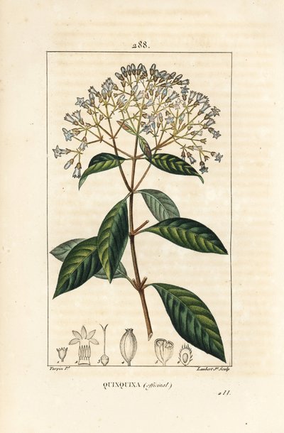 Quinquina - Quinina ou casca de árvore peruana, Cinchona officinalis, com flor, ramo, folha e semente. Gravura em chapa de cobre colorida à mão por Lambert Junior a partir de um desenho de Pierre Jean-Francois Turpin de Chaumeton, Poiret e Chamberet
