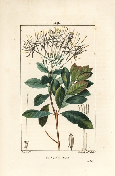 Quinquina piton - Exostema sanctae-luciae (syn. Cinchona floribunda), com flor, folha, talo e semente. Gravura em chapa de cobre colorida à mão por Lambert Junior a partir de um desenho de Pierre Jean-Francois Turpin de Chaumeton, Poiret e Chamberet de "La de Pierre Jean Francois Turpin