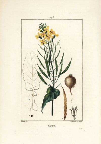 Colza ou oleaginosa, Brassica napus, com folha, flor e raiz. Gravura em chapa de cobre colorida à mão por Lambert Junior a partir de um desenho de Pierre Jean-Francois Turpin de Chaumeton, Poiret e Chamberet "La Flore Medicale", Paris, Panckoucke de Pierre Jean Francois Turpin