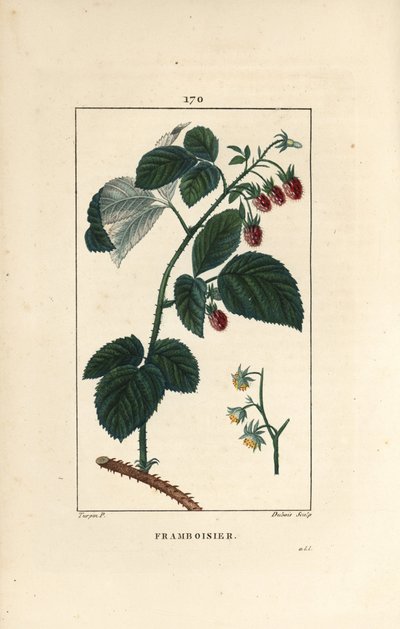 Framboesa - Framboesa, Rubus idaeus, mostrando flores, folhas, espinhos e frutos maduros. Gravura em chapa de cobre colorida à mão por Lambert Junior a partir de um desenho de Pierre Jean-Francois Turpin de Chaumeton, "La Flore Medicale", de Poiret et Cham de Pierre Jean Francois Turpin