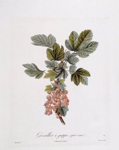 Groselha vermelha (Ribes rubrum), Henry Louis Duhamel du Monceau, placa botânica de Pierre Jean Francois Turpin de Pierre Jean Francois Turpin