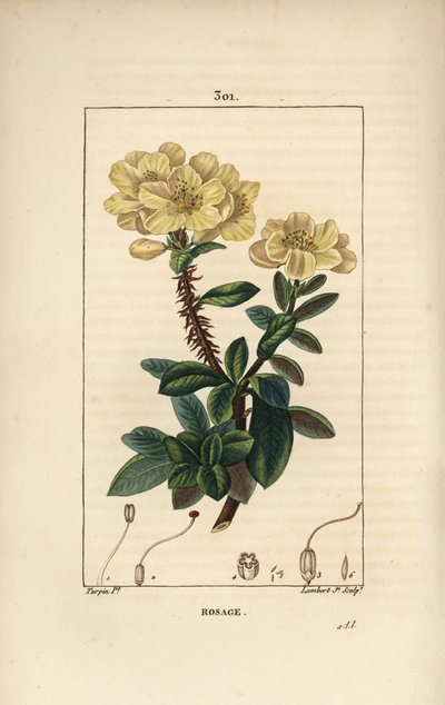 Rhododendron geant - Rosebay, Hymenanthes maxima (Rhododendron maximum), com flor, caule espinhoso, folha e semente. Gravura em chapa de cobre colorida à mão por Lambert Junior a partir de um desenho de Pierre Jean-Francois Turpin de Chaumeton, Poiret e Ch de Pierre Jean Francois Turpin