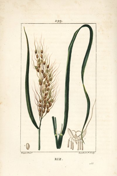 Arroz - Arroz, Oryza sativa, com folha, semente e talo. Gravura em chapa de cobre colorida à mão por Lambert Junior a partir de um desenho de Pierre Jean-Francois Turpin de Chaumeton, Poiret e Chamberet "La Flore Medicale", Paris, Panckoucke de Pierre Jean Francois Turpin