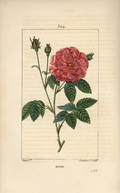 Rose de France ou Rose de Provins - Rose, Rosa gallica, com botão, flor, folha e caule espinhoso. Gravura em chapa de cobre colorida à mão por Lambert Junior a partir de um desenho de Pierre Jean-Francois Turpin de Chaumeton, Poiret e Chamberet de "La Flor de Pierre Jean Francois Turpin