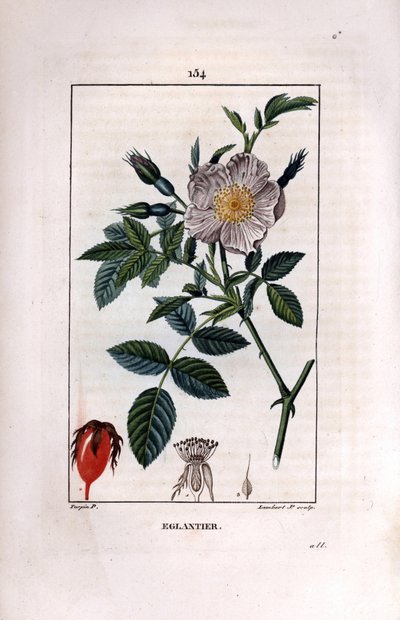Ramo rosehip com bagas (rose hips ou rose hips) e rosa - Rosa briar selvagem, Rosa canina, com flor, botão e rosehip. Gravura de chapa de cobre colorida à mão por Lambert Junior a partir de um desenho de Pierre Jean-Francois Turpin de Chaumeton, Poiret et  de Pierre Jean Francois Turpin