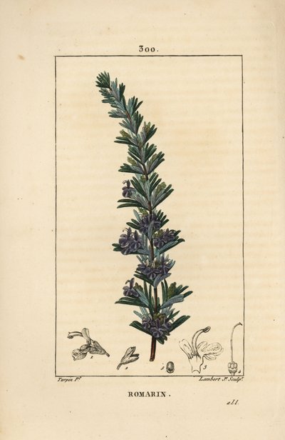 Alecrim - Rosemary, Rosmarinus officinalis, com flor, folha e talo. Gravura de chapa de cobre colorida à mão por Lambert Junior a partir de um desenho de Pierre Jean-Francois Turpin de Chaumeton, Poiret e Chamberet "La Flore Medicale", Paris, Panck de Pierre Jean Francois Turpin
