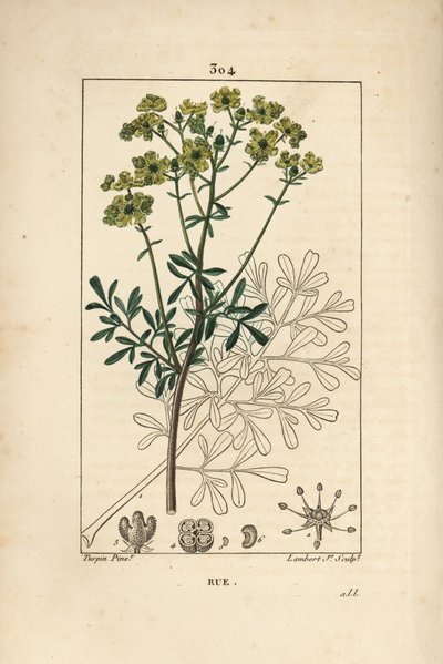 Rue des jardins ou Rue fetide - Rue ou erva da graça, Ruta graveolens, mostrando flor, folha, talo, semente e contorno. Gravura de chapa de cobre colorida à mão por Lambert Junior a partir de um desenho de Pierre Jean-Francois Turpin de Chaumeton, Poiret e de Pierre Jean Francois Turpin
