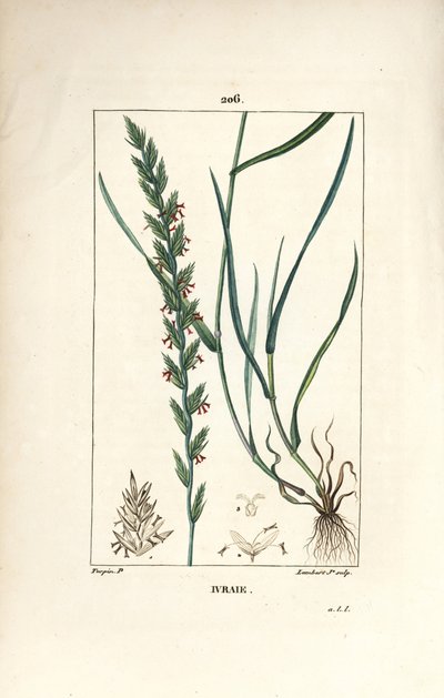 Erva de centeio, Gramen loliaceum. Gravura de chapa de cobre colorida à mão por Lambert Junior a partir de um desenho de Pierre Jean-Francois Turpin de Chaumeton, Poiret e Chamberet "La Flore Medicale", Paris, Panckoucke de Pierre Jean Francois Turpin