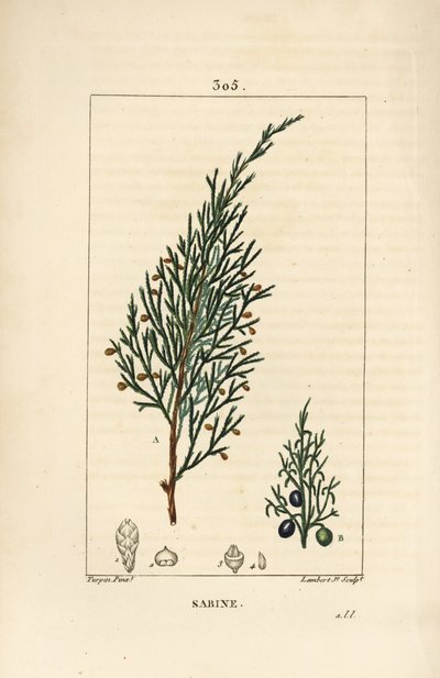 Sabine juniper, Juniperus sabina, com baga, folha, caule e semente. Gravura em chapa de cobre colorida à mão por Lambert Junior a partir de um desenho de Pierre Jean-Francois Turpin de Chaumeton, Poiret e Chamberet "La Flore Medicale", Paris, Panckoucke de Pierre Jean Francois Turpin