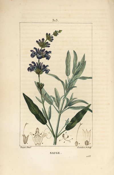 Sage officinale - Sálvia officinalis, com flor, folha, talo e semente. Gravura em chapa de cobre colorida à mão por Lambert Junior a partir de um desenho de Pierre Jean-Francois Turpin de Chaumeton, Poiret e Chamberet, "La Flore Medicale,". de Pierre Jean Francois Turpin