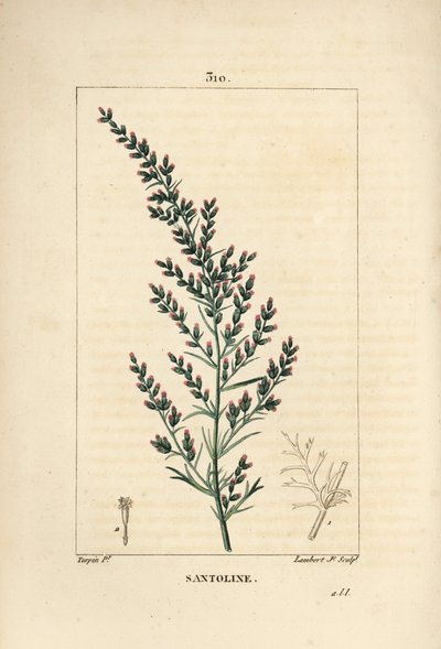 Sagebrush variete - Wormseed ou Tatarian southwood, Artemisia santonicum. Gravura em chapa de cobre colorida à mão por Lambert Junior a partir de um desenho de Pierre Jean-Francois Turpin de Chaumeton, Poiret e Chamberet "La Flore Medicale", Paris, Pa de Pierre Jean Francois Turpin