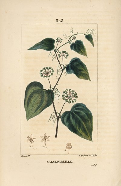 Salsepareille ou Granon de Montanha, Spiny Bindweed, Spiny Liset - Algas de ligação rústicas ou salsaparrilha, Smilax aspera, com flor, caule, tendrilha, folha e semente. Gravura em chapa de cobre colorida à mão por Lambert Junior a partir de um desenho de de Pierre Jean Francois Turpin