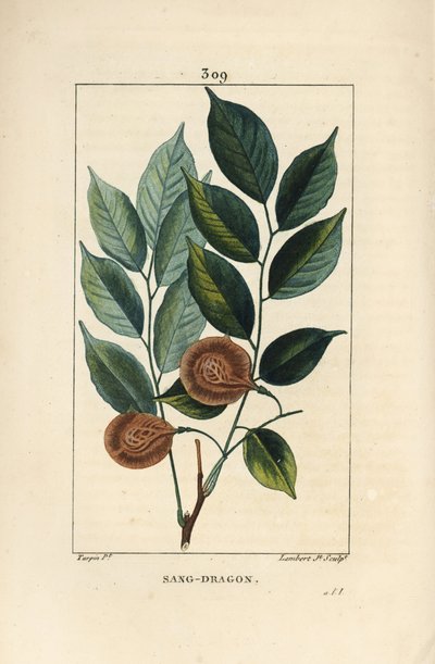 Sang dragon (sandragon), mangle medaille, paletuvier ou mangle rivière - Dragonsblood ou paduak tree, Pterocarpus officinalis (Pterocarpus draco), com folha, fruto e semente. Vulnerável. Gravura em chapa de cobre colorida à mão por Lambert Júnior a partir  de Pierre Jean Francois Turpin