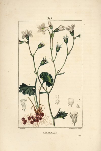 Saxifrage granulee ou Saxifrage a bulbbles - Saxifrage de prado, Saxifraga granulata, com flor, folha, talo e raiz. Gravura em chapa de cobre colorida à mão por Lambert Junior a partir de um desenho de Pierre Jean-Francois Turpin de Chaumeton, Poiret e Cha de Pierre Jean Francois Turpin