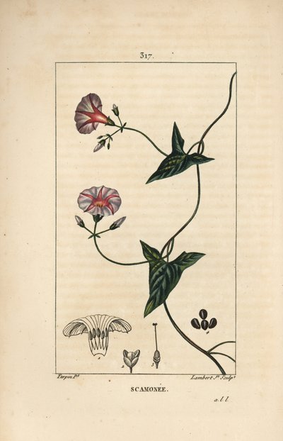 Scammony - Scammony, Convolvulus scammonia, com flor, folha, talo e tendrilha trepadora. Gravura em chapa de cobre colorida à mão por Lambert Junior a partir de um desenho de Pierre Jean-Francois Turpin de Chaumeton, Poiret e Chamberet, "La Flore Medica de Pierre Jean Francois Turpin