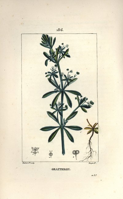 Scratteron ou rieble, grateron, tongue scratch, gaille - Goose grass, Galium aparine. Gravura em chapa de cobre colorida à mão por Lambert Junior a partir de um desenho de Pierre Jean-Francois Turpin de Chaumeton, Poiret e Chamberet "La Flore Medicale", de de Pierre Jean Francois Turpin